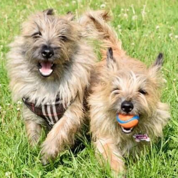 Meet your Posher, Elizabeth - Picture 2 of 16